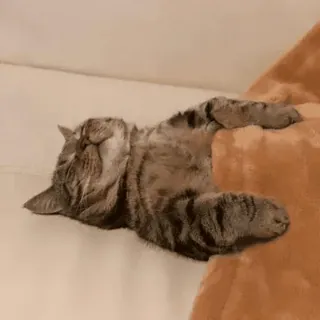 😊 gato, durmiendo, relajado, animal doméstico, mascota, felino whatsapp sticker