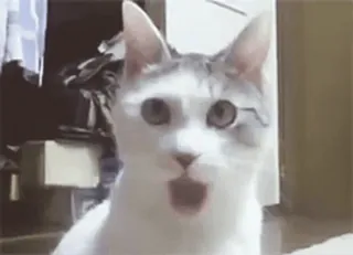 😱 cat, shocked, animal, meme, funny, surprised telegram sticker
