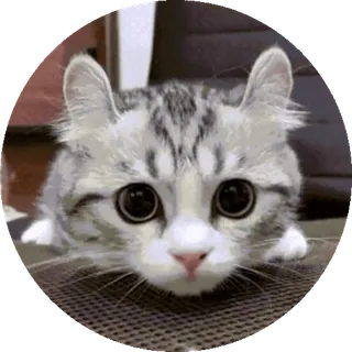 😕 cat, kitten, cute, animal, pet, mammal telegram sticker