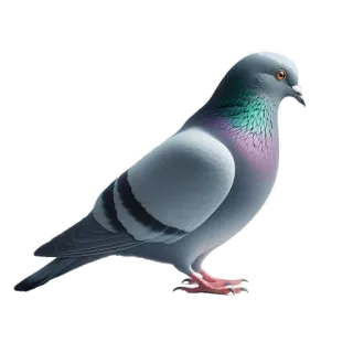 🌍 pigeon, bird, animal, wildlife, gray, nature telegram sticker