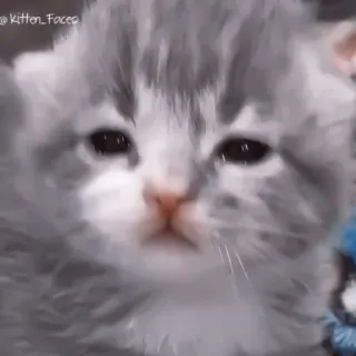 🥠 Kitten_Faceo kätzchen, katze, tier, haustier, süß, niedlich telegram sticker