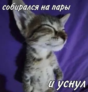 🛌 собирался на пары и уснул telegram sticker