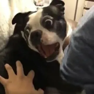 😨 perro, boston terrier, mascota, divertido, animal telegram sticker