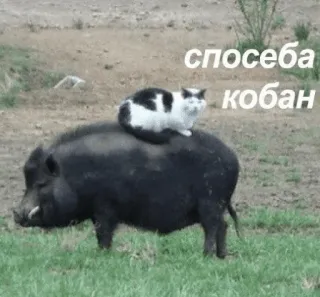 👍 спосеба кобан telegram sticker