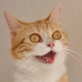 😜 cat, orange cat, happy, animal, pet, domestic cat, mammal telegram sticker
