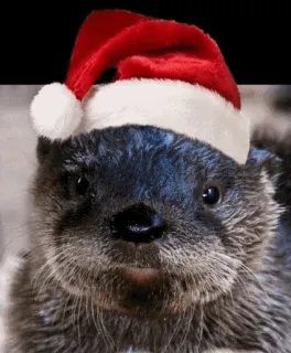 🎅 otter, santa hat, christmas, animal, cute telegram sticker