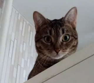 😳 gato, animal, mascota, mamífero, felino, gato doméstico, gato atigrado telegram sticker