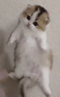 🥺 kitten, cat, cute, animal, pet, domestic animal telegram sticker