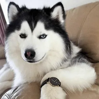 🐾 Hund, Husky, Uhr, Haustier, Tier whatsapp sticker