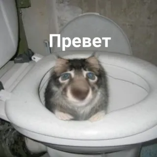 👋 Привет แมว, ห้องน้ำ, ตลก, สวัสดี, รัสเซีย, มีม telegram sticker