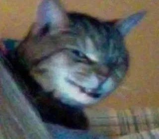 🖖 Katze, Tier, Haustier, Katzenartig, Hauskatze, Getigert, Süß, Säugetier telegram sticker