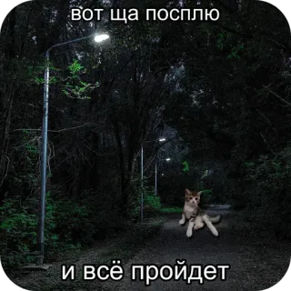 🙁 вот ща посплю
и всё пройдет 睡眠, 犬, 猫, 面白い, ミーム telegram sticker