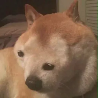 😥 shiba inu, dog, animal, meme, pet, cute telegram sticker