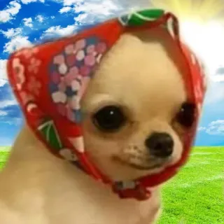 🤗 pies, chihuahua, babuszka, chusta, zwierzę, zwierzak telegram sticker