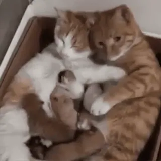 👨‍👩‍👧‍👧 cats, kittens, animals, family, cute, domestic animals telegram sticker