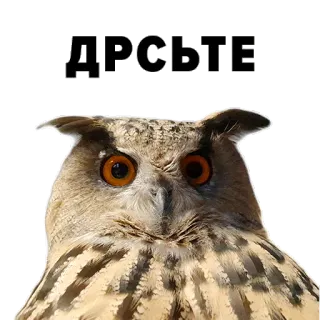👋 ДРСТЬЕ Eule, Vogel, Gruß, süß, Augen, Tier telegram sticker