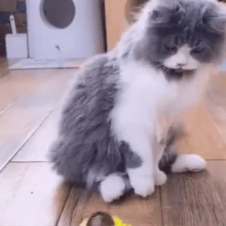 👽 cat, kitten, cute, animal, pet, fluffy whatsapp sticker