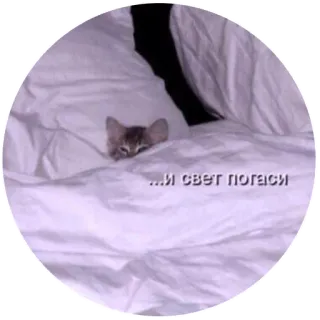 🌝 ...и свет погаси gato, dormir, cama, ruso, frase telegram sticker