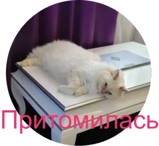💤 Притомилась кот, уставший, ленивый, милый, животное, домашнее животное whatsapp sticker