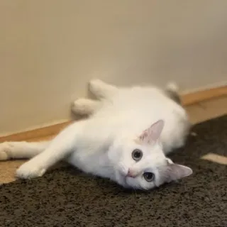 👀 Katze, weiße Katze, Hauskatze, Haustier, Tier, Katzenartig whatsapp sticker
