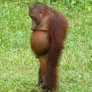 🤔 orango, scimmia, animale, fauna selvatica, primate, mammifero telegram sticker