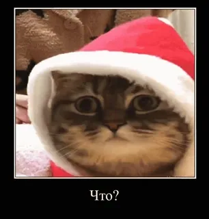 🔆 Что? gato, natal, gorro de pai natal, fofo, animal telegram sticker
