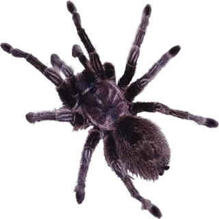 🕷 spin, arachnida, vogelspin, insect, dier, eng, natuur telegram sticker