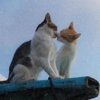 😘 katzen, küssen, tiere, süß, liebe telegram sticker