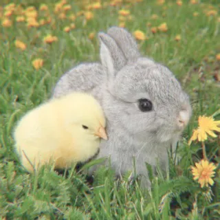 💗 coelho, pintinho, animal, fofo, primavera, natureza telegram sticker