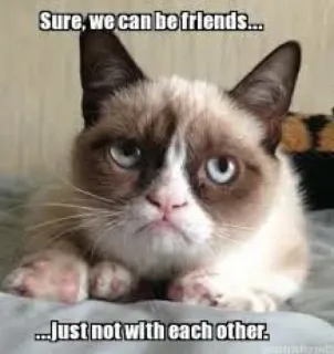 😏 Sure, we can be friends...
...Just not with each other. 臭脸猫, 表情包, 猫, 搞笑, 讽刺, 朋友, 网络迷因 whatsapp sticker