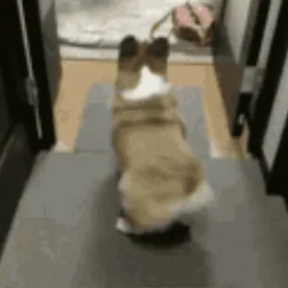 🍑 perro, corgi, escaleras, animal, mascota telegram sticker