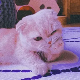🐈 kucing, anak kucing, imut, hewan, peliharaan, scottish fold, kucing domestik telegram sticker