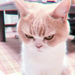 🍓 gato, enojado, felino, mascota, lindo, animal, gruñón telegram sticker