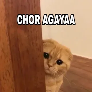 🍁 CHOR AGAYAA Katze, süß, Tier, Haustier, gucken, schauen telegram sticker