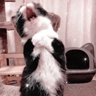 🐱 고양이, 귀여운, 동물, 새끼고양이, 하품, 애완동물 telegram sticker