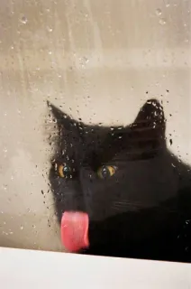 😝 cat, black cat, licking, tongue, animal, pet, cute telegram sticker