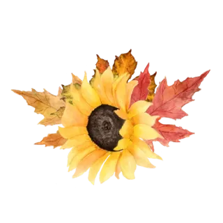 🍂 해바라기, 가을, 가을, 잎, 꽃 telegram sticker