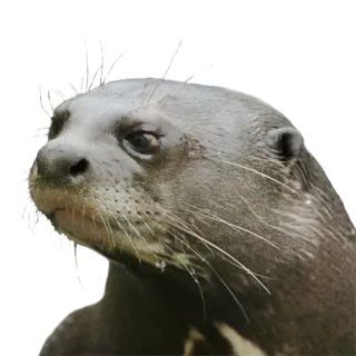 😐 Выдра, Животное, Млекопитающее, Дикая природа, Вода, Природа telegram sticker