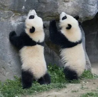 👀 panda, animals, cute, wildlife, bears, nature telegram sticker