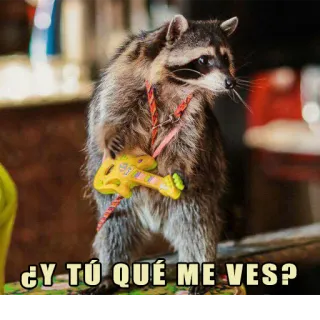 😠 ¿Y TÚ QUÉ ME VES? rakun, gitar, hewan, lucu, pertanyaan whatsapp sticker