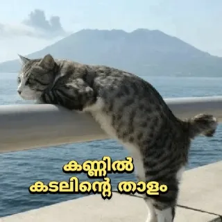 😂 കണ്ണിൽ കടലിന്റെ താളം kat, zee, berg, landschap, natuur telegram sticker