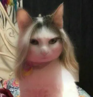 😠 cat, pet, animal, funny, cute, wig telegram sticker