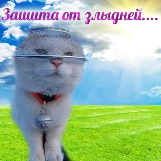 🫡 Защита от злыдней.... kot, ochrona, śmieszne, humor, urocze, zwierzę telegram sticker