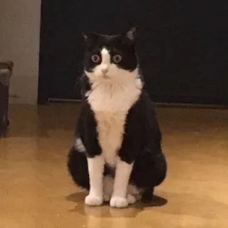😦 cat, tuxedo cat, animal, pet, domestic cat telegram sticker