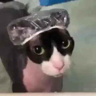 🧖 chat, bonnet de douche, sans poils, bain, mignon, animal telegram sticker