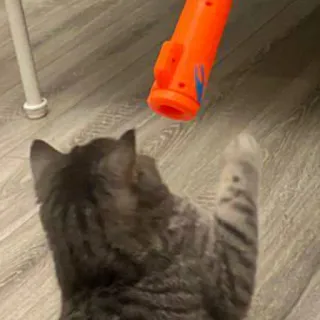 🐱 cat, toy, animal, play, domestic animal, pet, gray cat whatsapp sticker