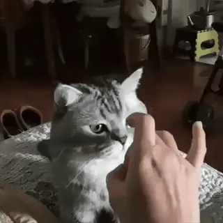 😠 고양이, 동물, 애완 동물, 손가락, 손 whatsapp sticker