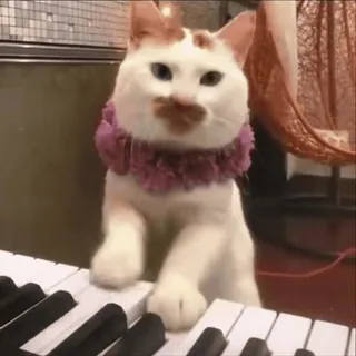 😁 gato, piano, música, animal, fofo, teclado, animal de estimação whatsapp sticker