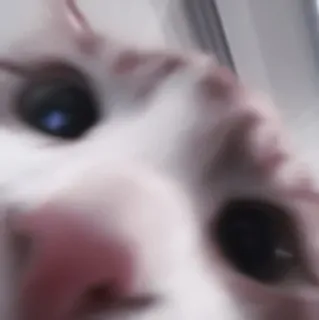 🐈 kot, zwierzę, zwierzak, zbliżenie, twarz, słodki telegram sticker