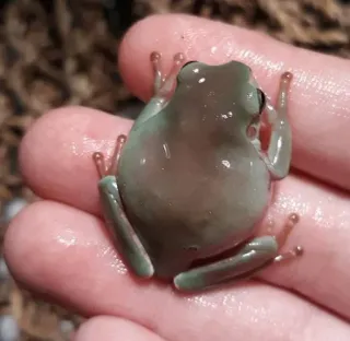 😶 grenouille, animal, petit, mignon, animal de compagnie, amphibien whatsapp sticker